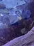 The image shows a serene underwater scene with several stingrays gliding over the sandy bottom of an aquarium, as seen through the refracted light of the water's surface.