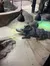 A large alligator is resting on a concrete surface under heat lamps next to a pool of water in a contained habitat.