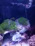 This image shows a vibrant underwater scene with a seahorse clinging to a rocky structure covered in green aquatic plants, against a backdrop of dark blue water.