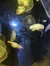 The image shows several jellyfish illuminated by blue light, floating in an aquarium tank with reflections of the surroundings visible on the glass.