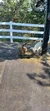 Two goats are feeding from a tray of hay on a sunlit platform with a white railing and a large fan nearby.