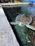 A sea turtle is swimming near the edge of its enclosure in an aquarium with a spectator watching in the background.