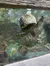 A sea turtle is swimming near the surface of the water in an aquarium alongside various fish.