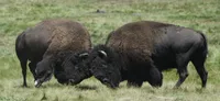 Buffalo Fighting on the Black Hills Combo Bus Tour