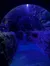A child is standing in an underwater tunnel aquarium, surrounded by swimming fish and illuminated by a blue light.