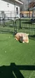 A light-colored calf is resting on an artificial grass surface within a fenced area on a sunny day.