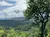 The image captures a lush, green landscape with rolling hills, a dense forest canopy, and a partly cloudy sky, all framed by the branches of a tree in the foreground.
