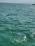 A shark fin protrudes above the surface of a shimmering sea.