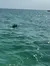 The image shows the dorsal fin of a shark protruding from the surface of a sparkling, sunlit ocean.