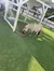 A pale brown miniature horse is eating from a mat on an artificial grass surface with a black and white pony in the background under a wooden shelter.
