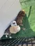 Three rabbits are huddled closely together next to a building, resting on artificial grass.