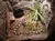 A snake meanders through its enclosure containing a water dish, greenery, and wood chips under a bright spotlight.