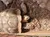 This image shows a large tortoise with its head turned sideways, resting on a bed of mulch next to a wooden structure.