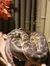 The image shows a large, coiled snake with patterned scales resting on what appears to be a wooden structure, with dried leaves and bamboo-like backdrop elements, suggesting a controlled environment designed to mimic natural habitat.