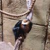 A golden-headed lion tamarin is perching on a branch against a textured beige wall, with a rope nearby.