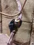 A golden-headed lion tamarin is perching on a branch against a textured beige wall, with a rope nearby.