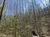 A person with their back to the camera is taking a photo of a forest with mostly bare trees and a few with green foliage under a clear blue sky.