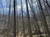 The image depicts a leafless deciduous forest with tall trees, a clear blue sky, and sunlight filtering through the branches, suggesting it might be either late fall or winter.