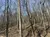 The image shows a leafless deciduous forest with bare trees and a floor covered with fallen leaves, suggesting it might be late autumn or winter.