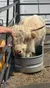 A person is gently touching the head of a fluffy, cream-colored Highland cow standing in a metal tub.