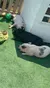 Two pigs are resting on artificial grass next to a small wooden structure and a toy ball, with a plate of veggies nearby.