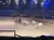 A rider on a horse is herding long-horned cattle in an arena while an audience watches from the stands.