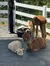 A fluffy baby alpaca and a lamb rest on the ground while another alpaca explores in a fenced off area.