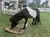 A brown and white pony is grazing from a feed bag on artificial grass, with an outdoor white-fenced area and another pony in the background.