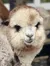 The image shows an up-close view of an alpaca with a fluffy coat, looking into the camera with a soft gaze, while another alpaca grazes in the background.
