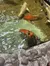 A turtle is hitching a ride on the back of a koi fish in a clear pond with several other fish swimming around.