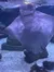 The image shows a smiling stingray swimming near the surface of the water in an aquarium environment, viewed from the front with its belly visible.