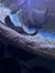 The image shows an aquatic scene with a ray visible in the foreground, partially obscured by a wooden beam, swimming in clear water above a gravelly bottom, alongside other indistinct fish shapes in the darker water above.
