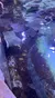 The image shows various stingrays and possibly a shark swimming in a clear aquarium tank with visitors' hands reaching towards the water, reflecting an interactive marine life exhibit.