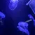 Several glowing jellyfish float gracefully in a dark blue aquatic environment, evoking a sense of serene underwater beauty.