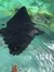 Touching a Sting Ray at SeaWorld San Antonio