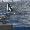 Orca at SeaWorld San Antonio