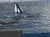 Orca at SeaWorld San Antonio