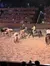 Riders on horses are herding a small group of cattle in an arena while an audience watches from the stands.
