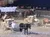 The image shows a staged scene with people in period costumes riding horse-drawn carts in an arena, possibly during a historical reenactment or themed show, with an audience in the background.