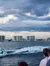 The image shows onlookers from a boat observing a dolphin jumping in the wake with coastal buildings and a cloudy sky in the background.