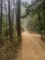A winding dirt road meanders through a misty forest, flanked by tall trees and scattered underbrush.