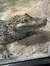 The image displays a close-up of a crocodile resting on a sandy surface with a calm, observant expression.