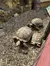 Three tortoises are seen at different sizes, possibly representing different ages, on a bed of wood chips with a yellow-brown rock wall in the background and the corner of a reddish structure to the right.