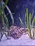 The image shows an underwater scene with several scallops near a piece of coral, flanked by sea grass, within an aquarium setting.