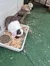 Two rabbits are in an outdoor enclosure, with one using the litter box while the other sits nearby.
