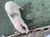 A pig with a distinctive black spot on its back is standing on a green surface with wooden edges.