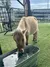 A small, light-colored pony is drinking water from a trough inside a fenced enclosure with a faux grass surface.