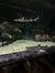 The image shows an underwater view of a tank at an aquarium with several fish and sharks, surrounded by artificial underwater structures and informational signage, visible from a visitor's perspective.