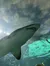 The image shows a shark swimming underwater with a view of its belly and gills, taken from below, possibly in an aquarium.