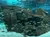 The image features a sunken shipwreck surrounded by a school of fish in an underwater setting, possibly in an aquarium.